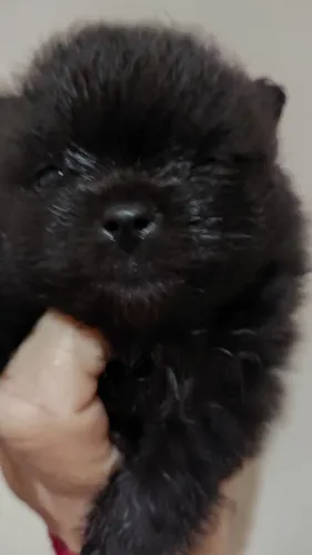 Vendo Lulu da Pomerânia