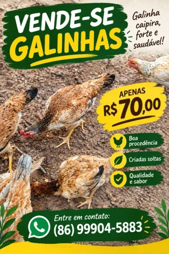 Galinhas caipira