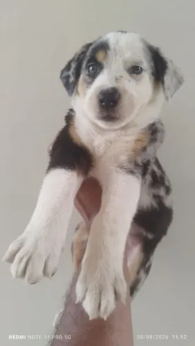 Border collie 