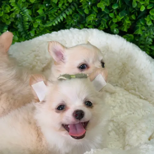 Chihuahua. Um trio de muito charme e fofura! Irresistível!!!