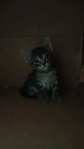 Gato macho