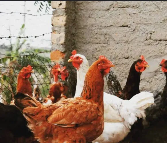 Estou vendendo galinha e galos e capoeira por 40$ 