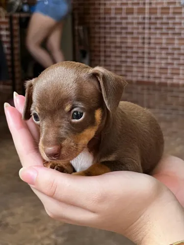 Pinscher Zero ( MACHO E FÊMEAS) 