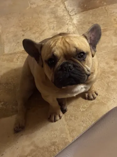 Cachorra