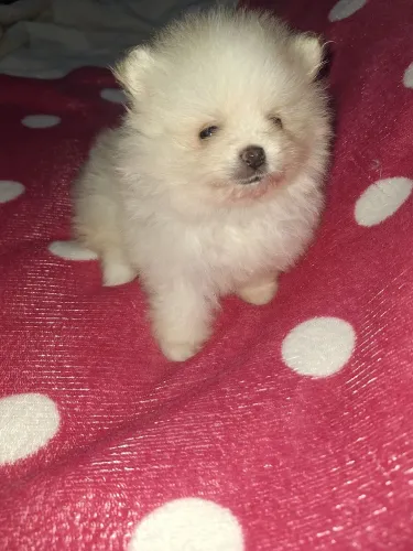 Lulu da Pomerânia