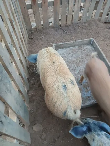 Porcos de raça