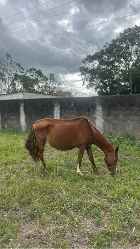 Cavalo