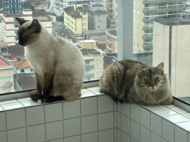 DOAM-SE GATINHAS ? TRINITY E NIOBE
