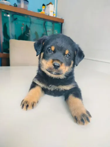 Filhote de rottweiler