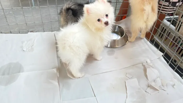 Lulu da pomerania