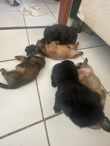 Filhotes de poodle com Shi Tzu 