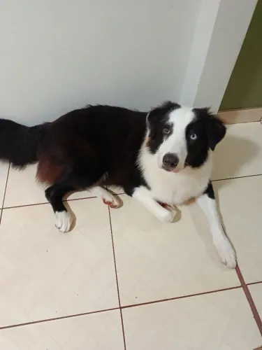 Vender cachorro
