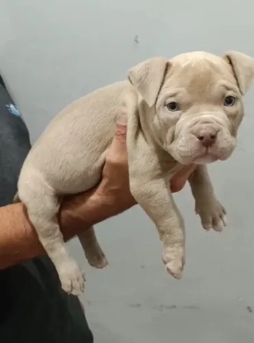 American bully pocket femea