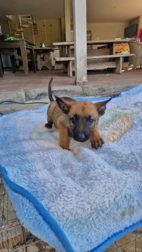 Pastor Belga Malinois