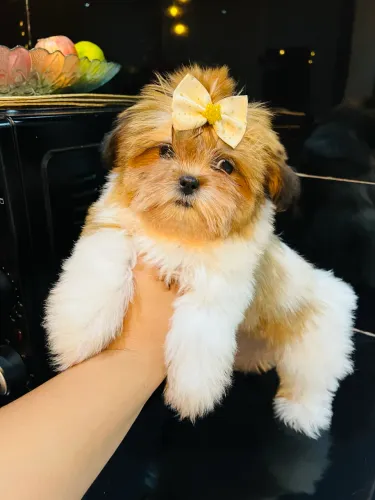 Mine shihtzu femea