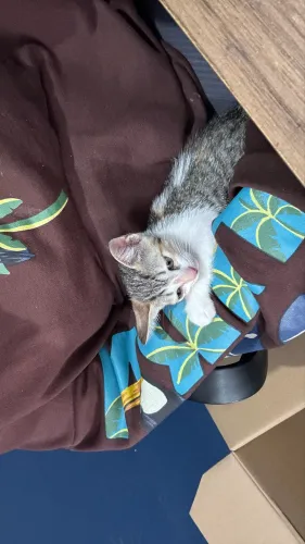 Gatinho super dócil adoção