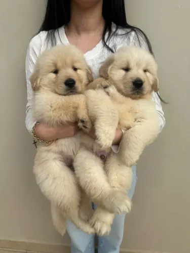 Golden Retriver