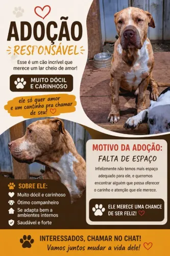 DOAÇÃO DESSE LINDO CÃOZINHO 