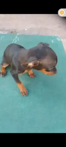 Pincher Macho Raça pura vacinado e vermifugado