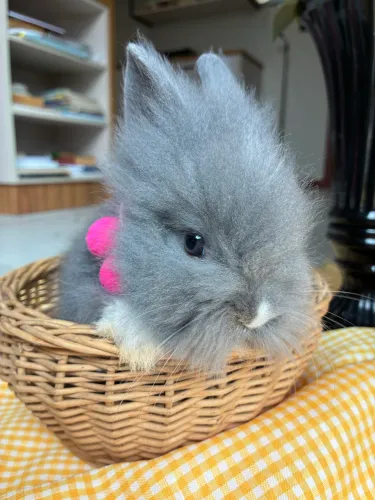 Filhote Coelho Mini Lion Fêmea