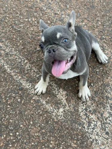 BULLDOGUE FRANCÊS BLUE - MACHO DISPONÍVEL!