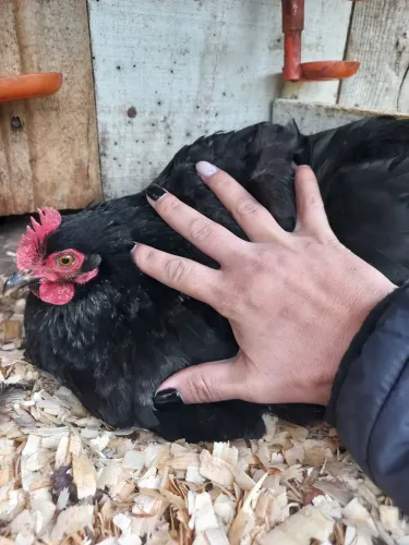 Casal de mini cochin preto ( galinha e o galo )