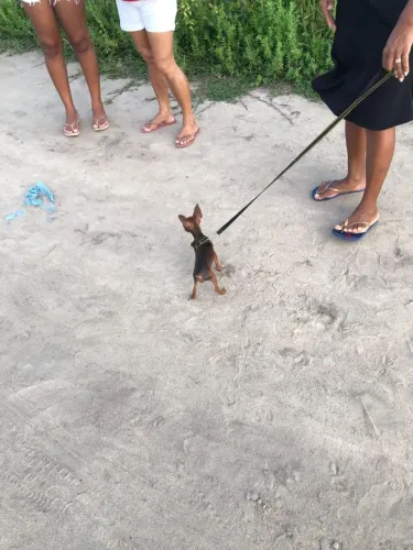 Pinscher pra cruzar 
