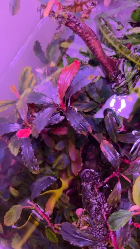 Bucephalandra - planta para aquário