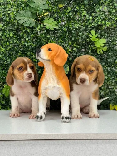 FILHOTE DE BEAGLE BICOLOR DISPONÍVEL