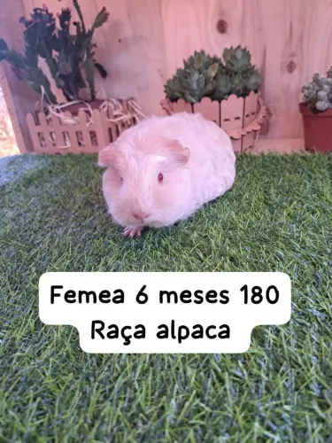 Porquinhos da índia