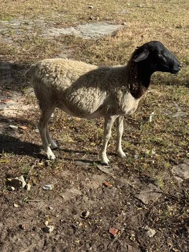 Ovelhas de boa Linhagem 