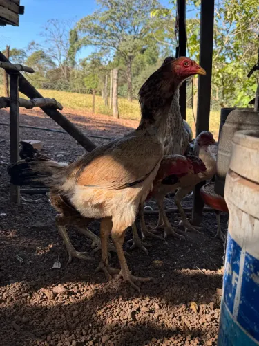 Galinha mestiça a índio gigante