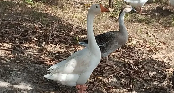 GANSOS MACHOS ADULTOS