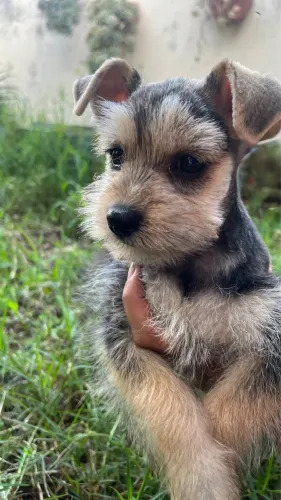 FILHOTE DE SCHNAUZER MINIÁTURA FÊMEA DISPONÍVEL