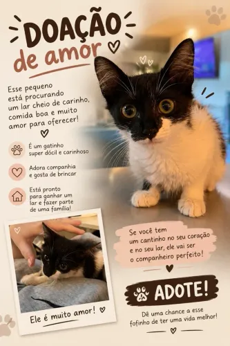 Gatinho lindo pra adoção