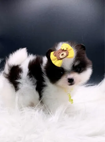 Lulu da Pomerania