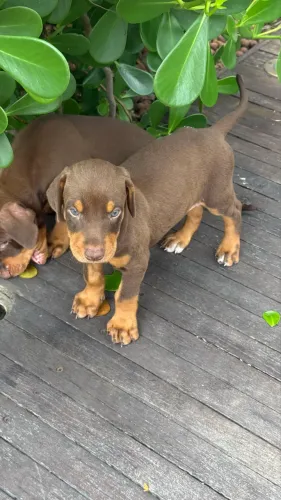 Filhote de Doberman FÊMEA MARROM