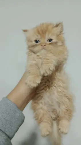 Gato persa
