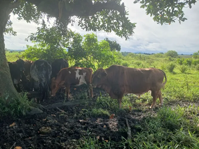 Mini vacas e mini bois