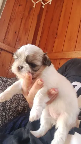 Cachorro schitzu 