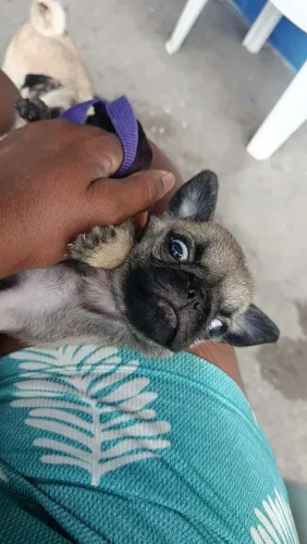 Vendo um filhote de Pug