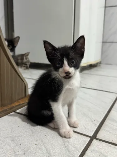 GATINHOS PARA ADOÇÃO
