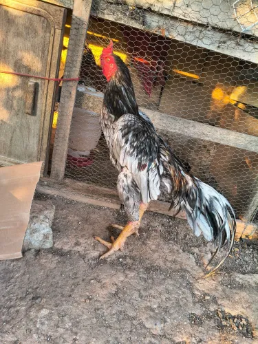 Galo índio novo 