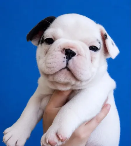 Bulldog francês vacinado