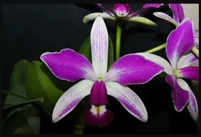 Orquídea Cattleya violacea striata