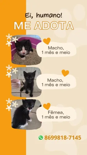 Doação Gatos macho e fêmea 