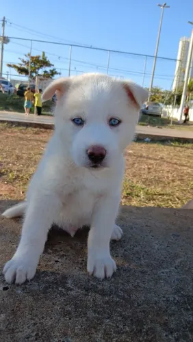 Vendo Husky Siberiano