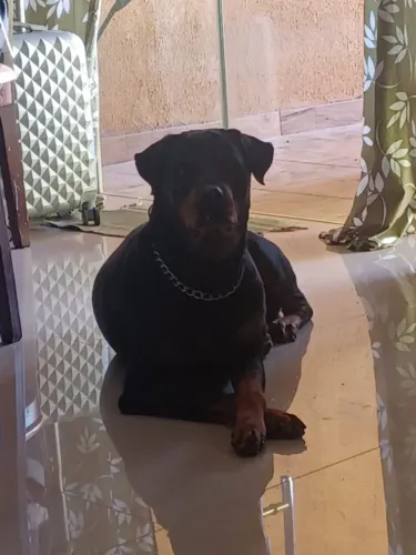 Adoção responsável