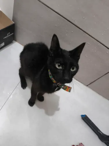 Estou doando essa gatinha