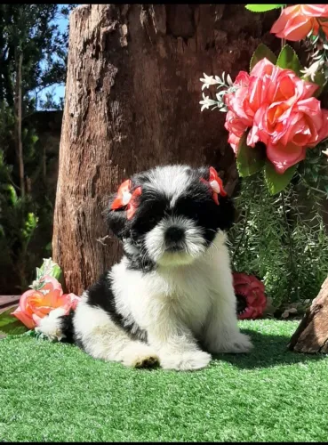 Linda BABY SHIH-TZU ja sendo EDUCADA A FAZER XIXI NO TAPETINHO, entrego vacinada. 